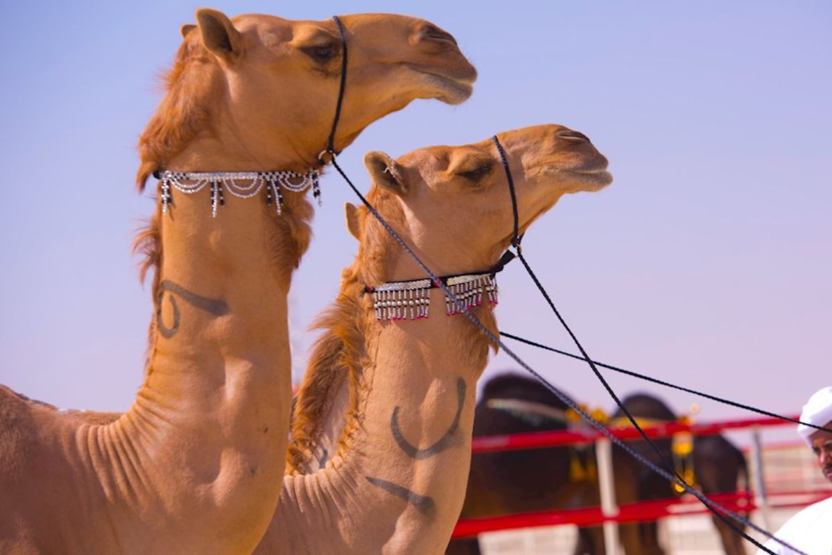 Camels in the desert