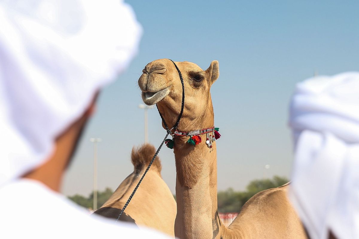 Al Dhafra Festival 