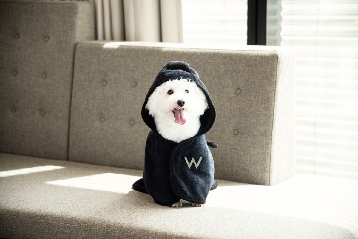 W Abu Dhabi Yas Island, adopt a paw-fect companion (1) w abu dhabi, w abu dhabi pet friendly, w abu dhabi pet friendly hotel, w abu dhabi pet adoption, w abu dhabi 2023, pet abu dhabi, pet abu dhabi 2023, pets in abu dhabi 2023, pet in abu dhabi, pet adoption in abu dhabi, pet care, pet care in abu dhabi, abu dhabi pet care, pet rehabilitation, pet care in abu dhabi 2023