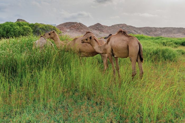 Beautiful view of Camels feeding from Salalah during khareef Season, Salalah, Sultanate of Oman